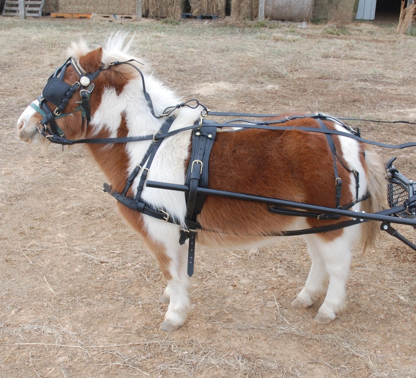Small Pony size leather driving harness Mini Horse 